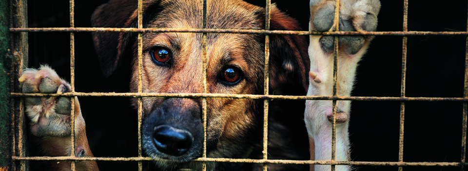 Über 100 Hunde des Hofs in Ramiswil wurden wegen ihres Zustands eingeschläfert. Der STS bezeichnete den Tierschutzfall als einen der schwerwiegendsten der letzten Jahre.