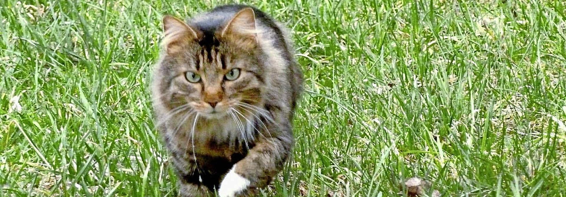Kater Aramis