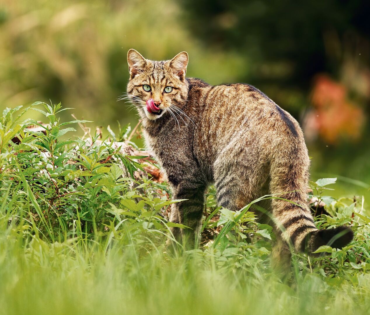 Hauskatze (links) un