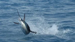 Der Fächerfisch hat zwar eine schwertartige Schnauze, spiesst seine Beute aber nicht auf.