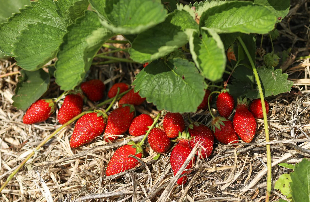 shutterstock_2173128331 Winfried Keuthage erklärt: Darum sind Erdbeeren ein echtes Superfood