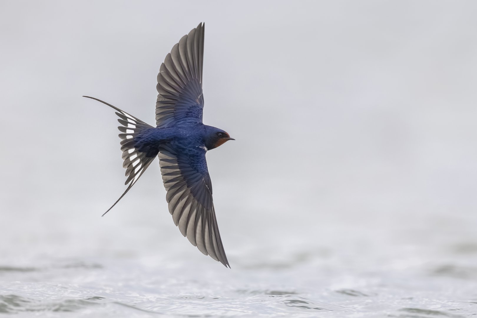 Rondine; Barn Swallow; Hirundo rustica