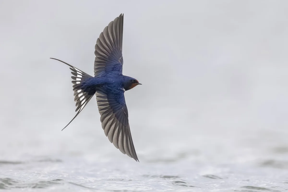 Rauchschwalbe_Occhiato_Daniele_069 Rondine; Barn Swallow; Hirundo rustica