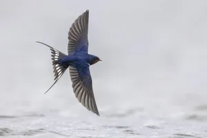 Schwalben fliegen im Spätsommer und Frühherbst in ihre Winterquartiere nach Afrika südlich der Sahara.