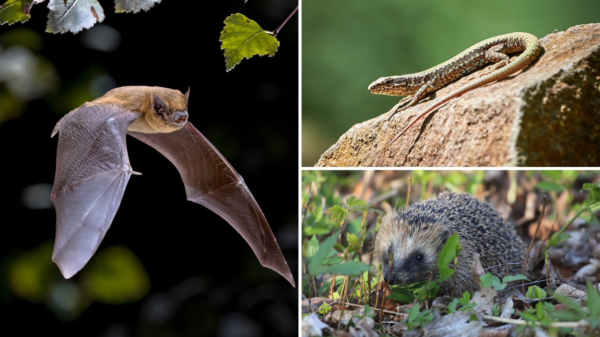Diese Tiere leben in den Schweizer Städten