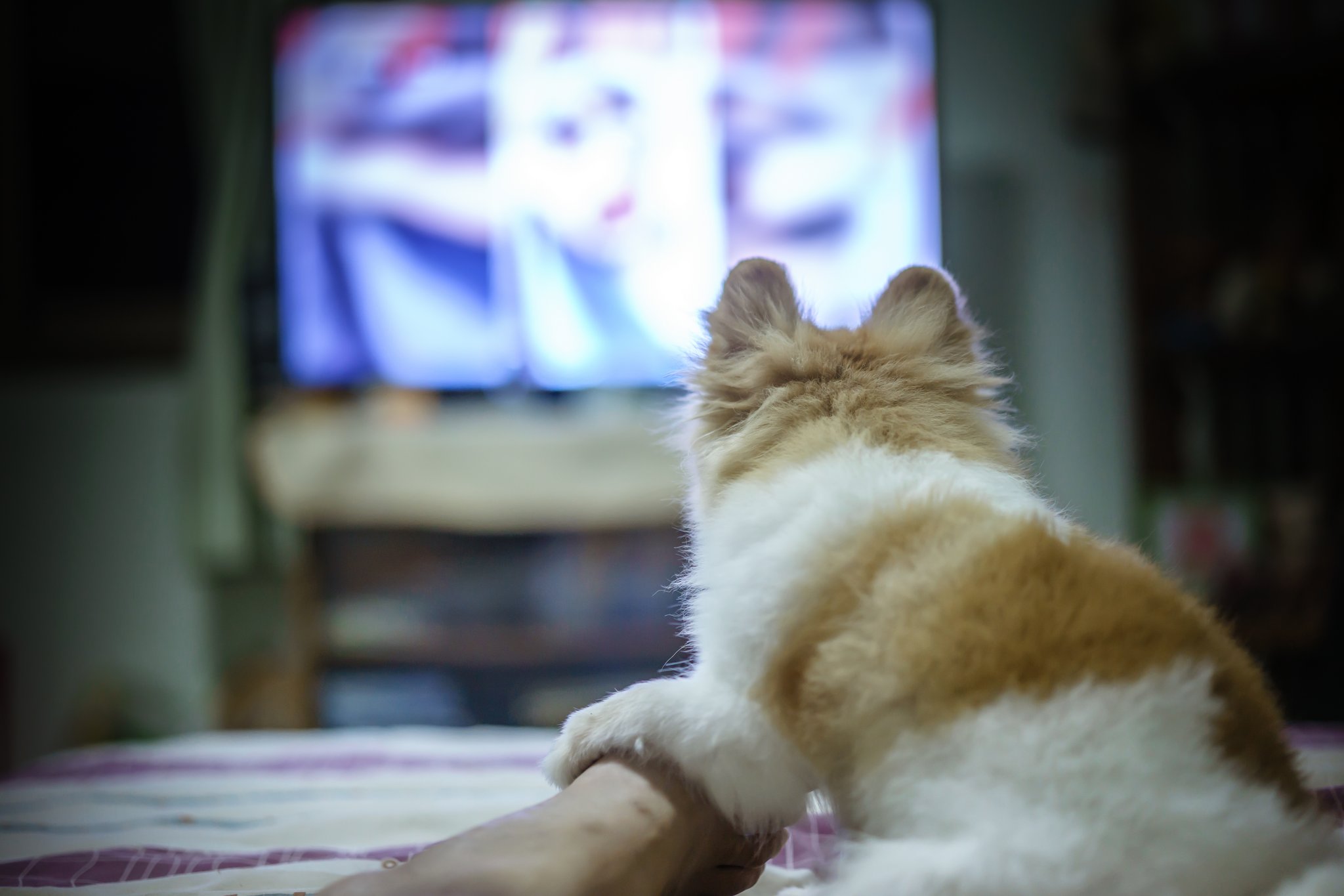 Können Hunde und Katzen fernsehen?