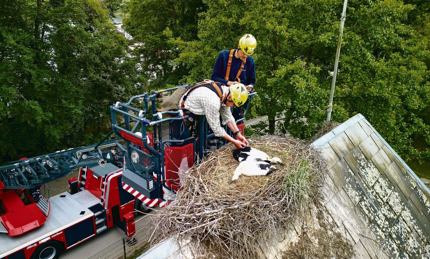 Lorenz Heer (vorne) und Tobias Vogt von der Feuerwehr Solothurn beringen zwei junge Störche.