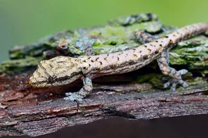 Der Jungferngecko macht seinem Namen alle Ehre.
