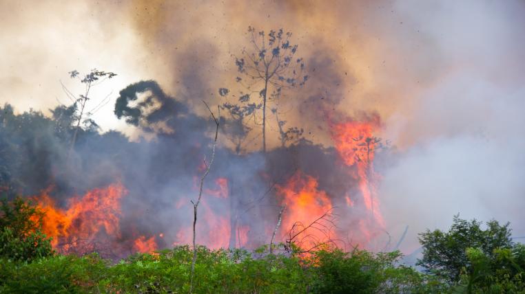 waldbraende-amazonas-bolsonaro-beschuldigt-umweltschuetzer.jpg