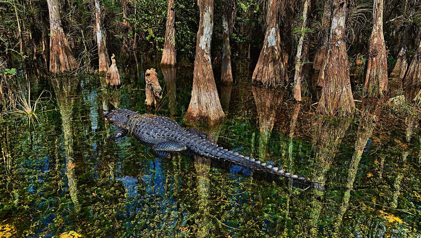 In Florida trifft man bei einer Sumpftour sehr wahrscheinlich auch auf  Alligatoren.