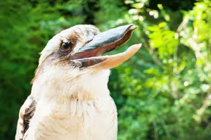 Das laute Lachen des Vogels ist gut hörbar.