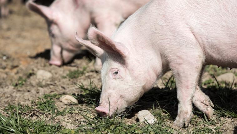 schweine260219_4.jpg
