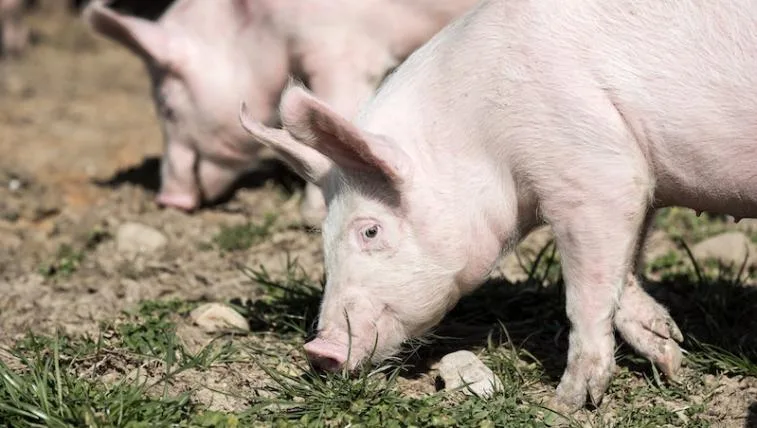 0814c10a0f7ae6c2e03969a9b068b4e416739be9 schweine260219_4.jpg