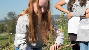 Die Schülerinnen aus Bonstetten ZH begutachten die soeben geernteten Pastinaken.