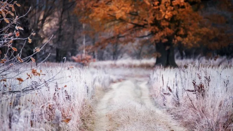 c624c5c02bcfb3cc70075386e9625afb13ce49ef Frost