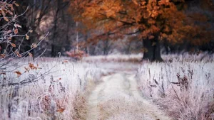Nun gibt es finanzielle Unterstützung: Der Frost vom April 2017 hat im Kanton Aargau Schaden in Höhe von rund 20 Millionen Franken angerichtet.