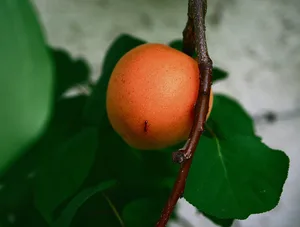Die Ungarische Beste ist eine robuste Aprikosensorte, die auch gut frostverträglich ist.