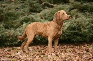 Das Fell des Chesapeake Bay Retriever ist kurz und dicht sowie häufig ein wenig ölig. Dank dieser Struktur sowie der dichten Unterwolle ist es extrem wasserabweisend.