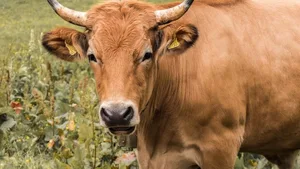 Brand im Emmental: Für zwei Rinder (Symbolbild) in der Gemeinde Affoltern kam jede Hilfe zu spät.