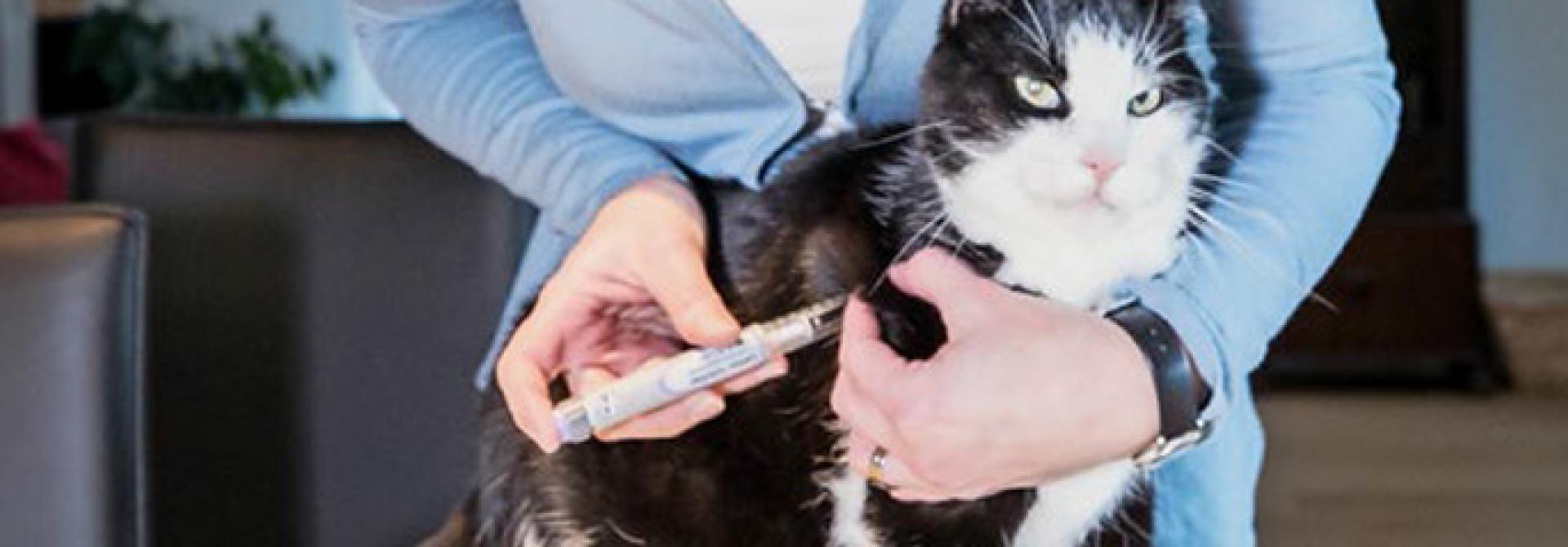 katze-diabetes.jpg