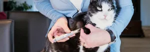 Katze Momo hat Diabetes und braucht täglich Insulinspritzen.