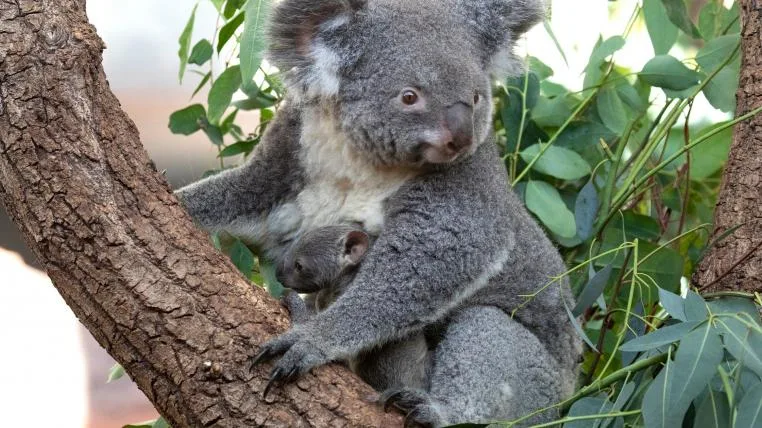 7dda9e44ce632b772181faa33859ed3d131ac180 Koala Pippa mit Baby Uki im Zoo Zürich