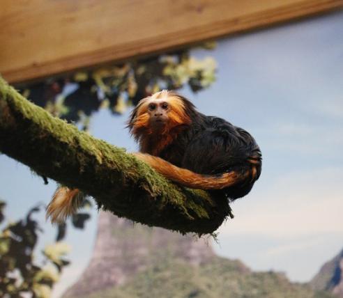 01-goldkopfloewenaeffchen-celine-bulliard-zoo-de-servion.jpg