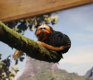 Das Goldkopflöwenäffchen kommt nur in einem kleinen Habitat in Brasilien vor und ist stark gefährdet.