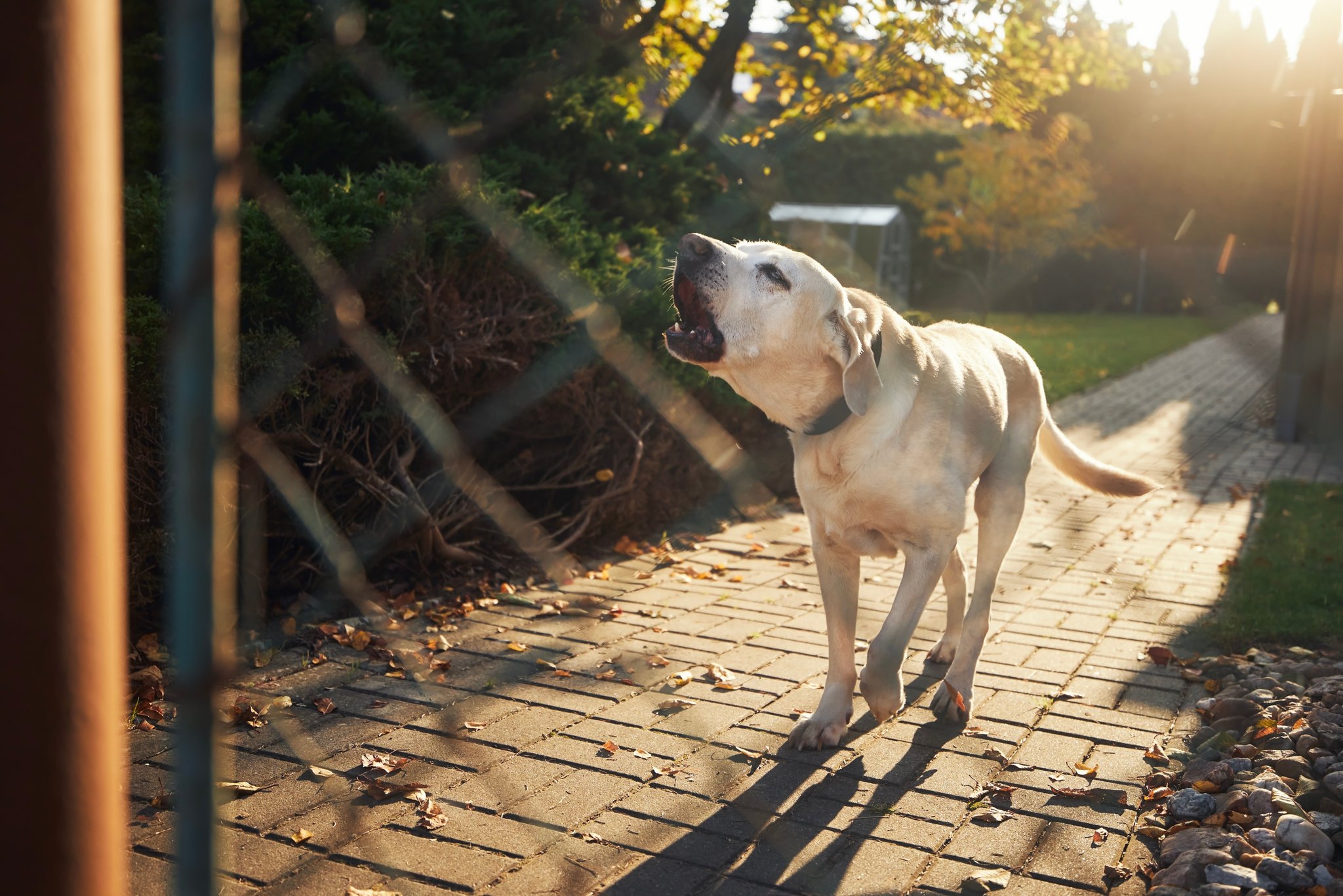 Wann darf der Hund bellen?