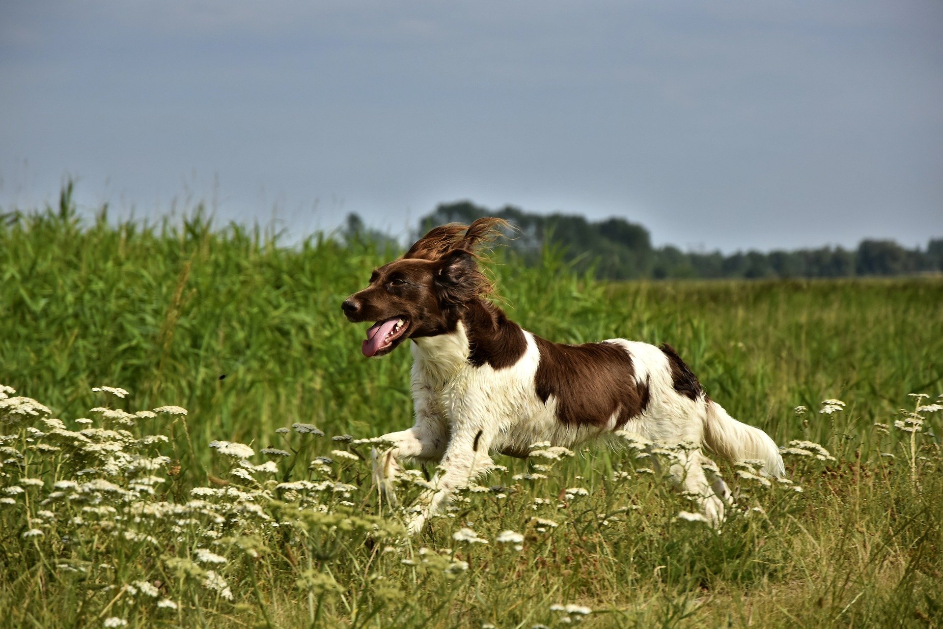 Die Sprache der Jagdhunde: Warum Bellen nicht gleich Bellen ist