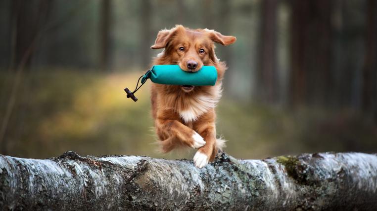 Hund apportiert Futterbeutel
