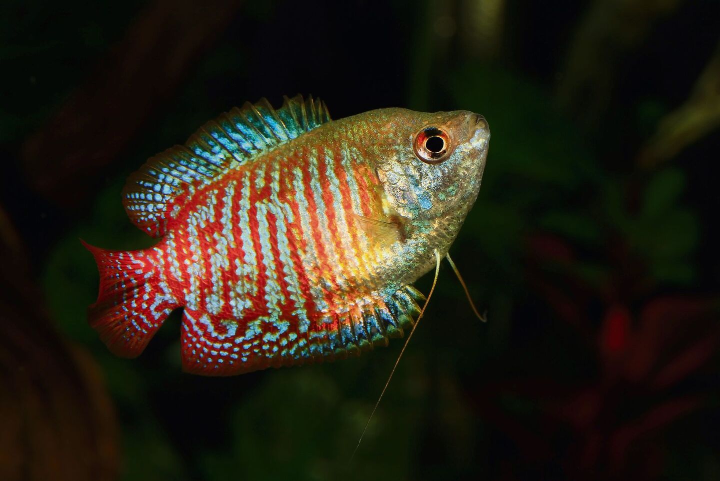 Der Zwergfadenfisch ist ein wundervoller, aber heute schwierig zu pflegender Aquarienfisch.