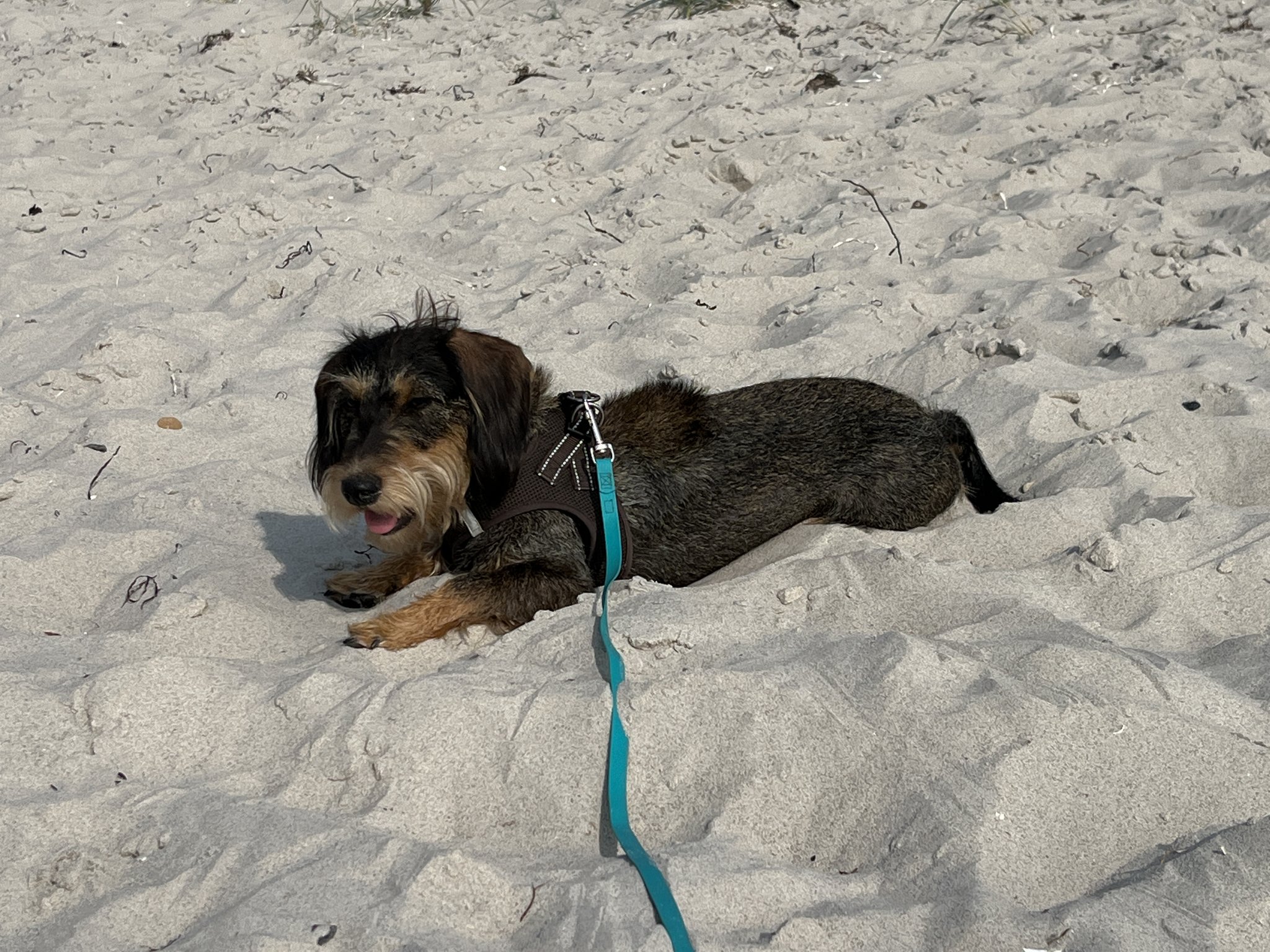 Frieda auf Deutschlandreise