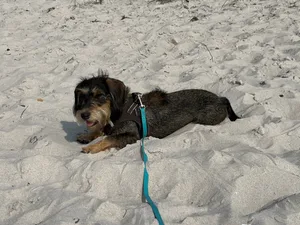 Ferienfeeling pur - Frieda auf dem Darss, an der Ostsee.
