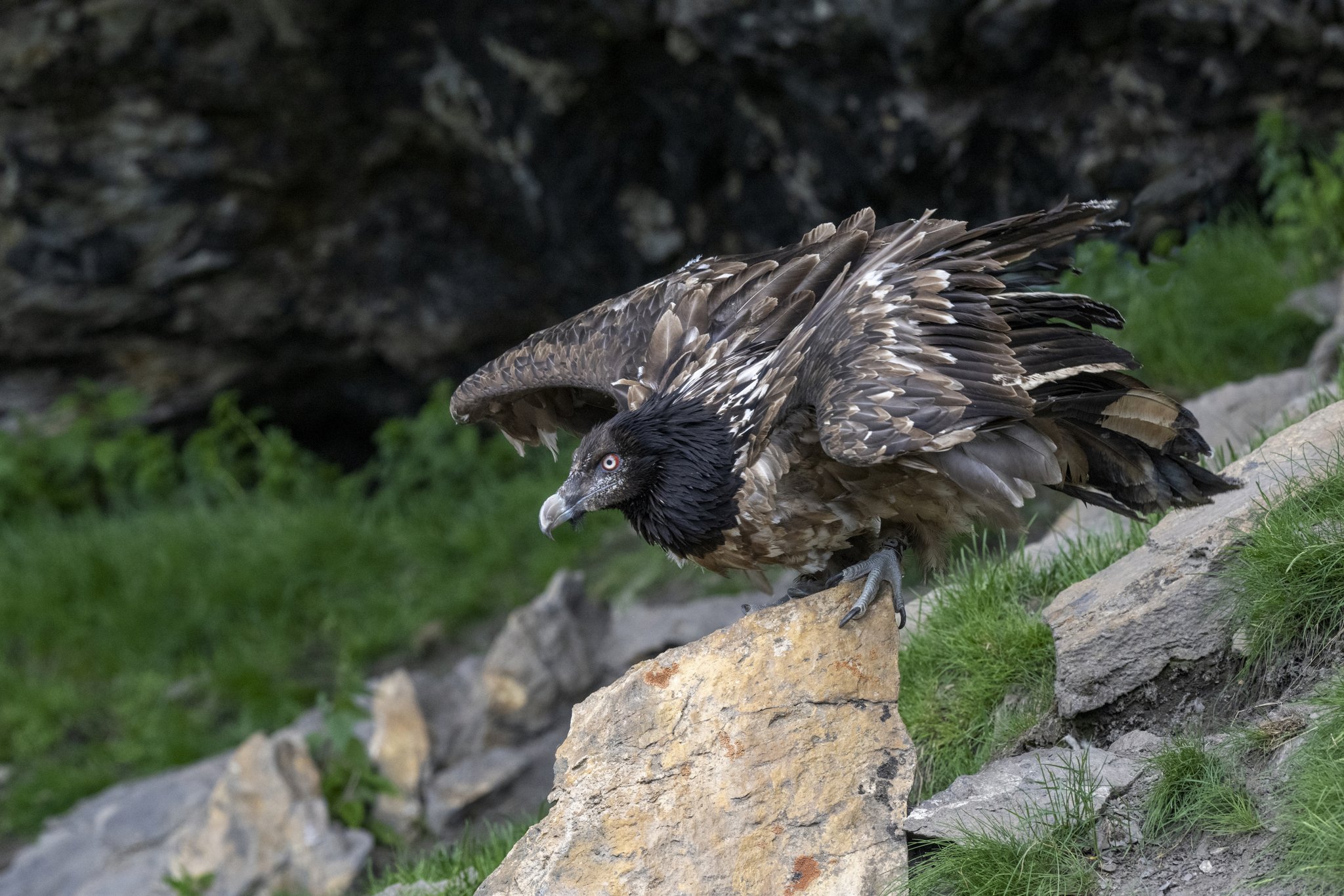 Bartgeierweibchen erneut ausgewildert