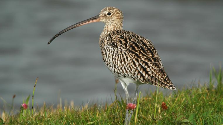 Grosser Brachvogel auf Wiese vor Wasser