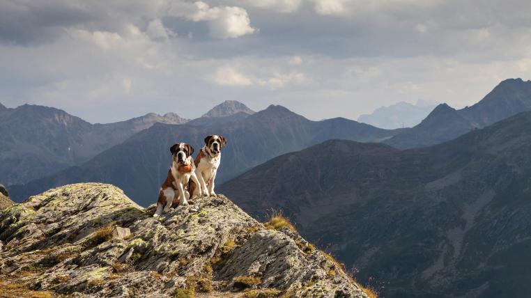 Zwei Bernhardiner-Hunde in den Bergen