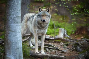In dem Wolf sieht der Ökologische Jagdverein keine Konkurrenz, denn es ist genug für alle da.