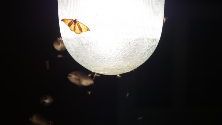 Insekten auf Strassenlampe