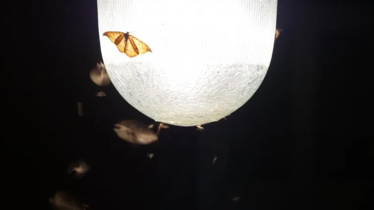 d7bb65952dfd7e888491cb41a6d80461cb26957e Insekten auf Strassenlampe