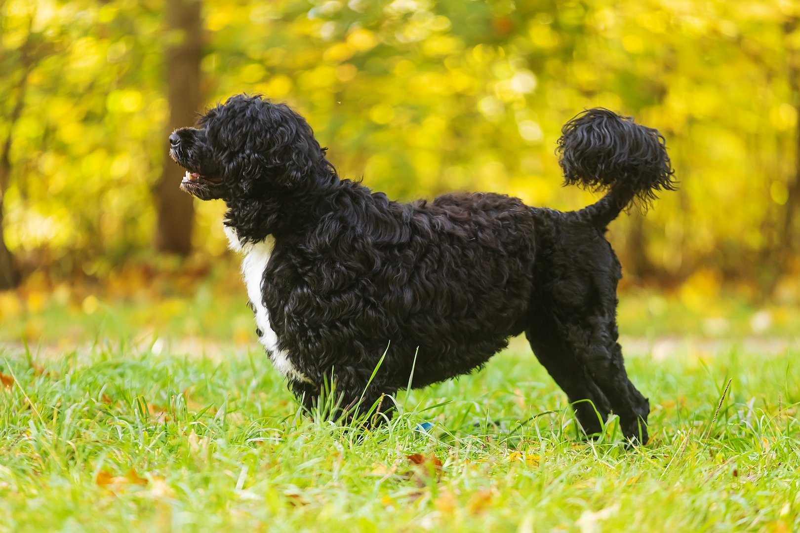 Portugiesischer Wasserhund: Der flinke Fischerhund