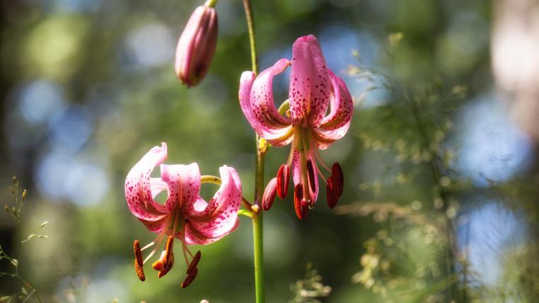 Türkenbund in Blüte