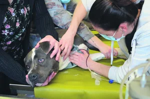 Wenn Vierbeiner Artgenossen retten: Blutspenden bei Hunden werden effizient und schmerzarm gehandhabt. Sie dauern rund eine halbe Stunde und manche Hunde zucken nicht mal beim Einstich.
