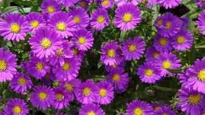 Der Regierungsrat im Kanton Aargau will den Kampf gegen Neophyten ausweiten. Invasive Neophyten wie die Neubelgische Aster aus Nordamerika dürfen immer noch verkauft werden.