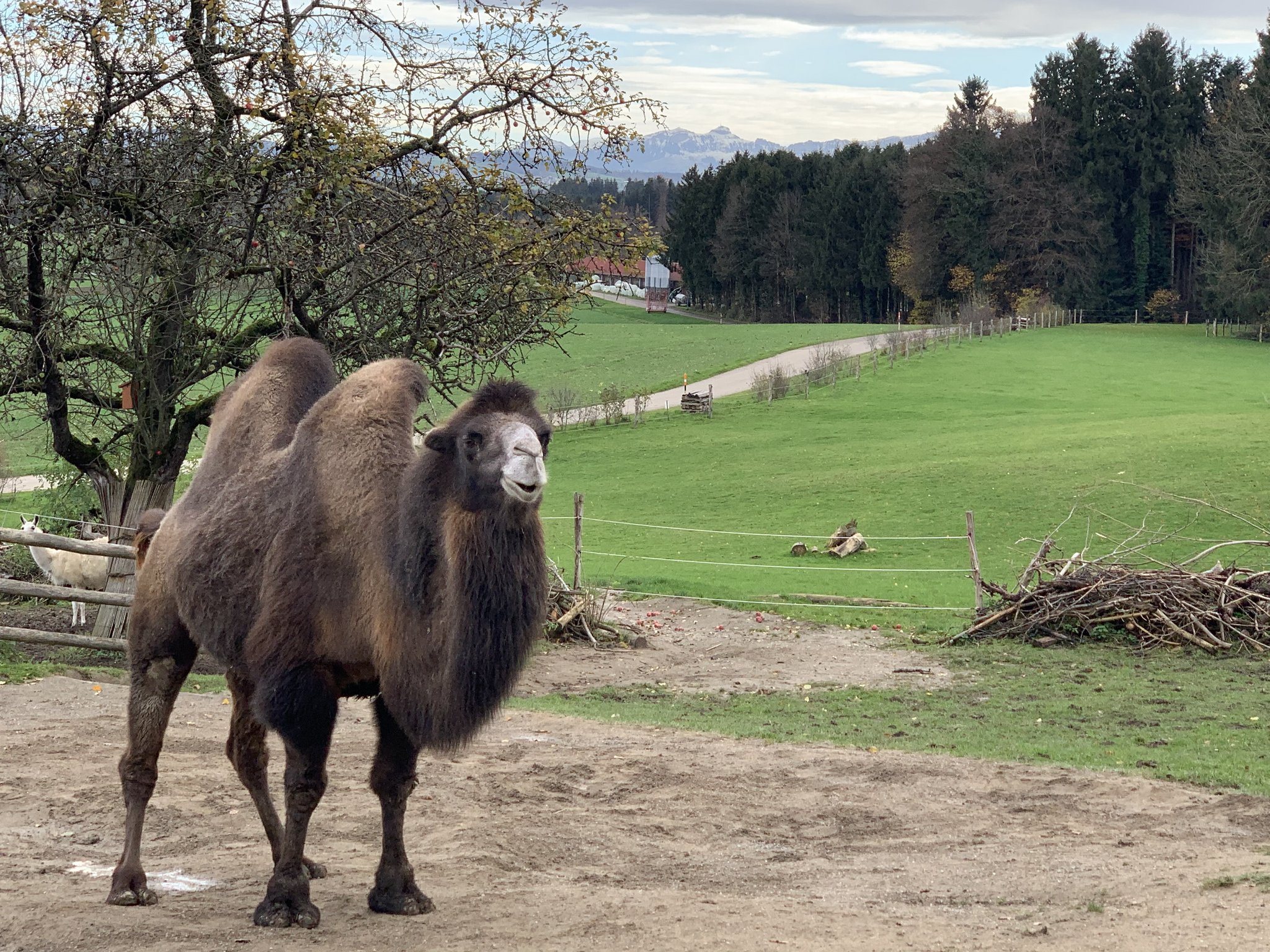 Ein Herz für Trampeltiere