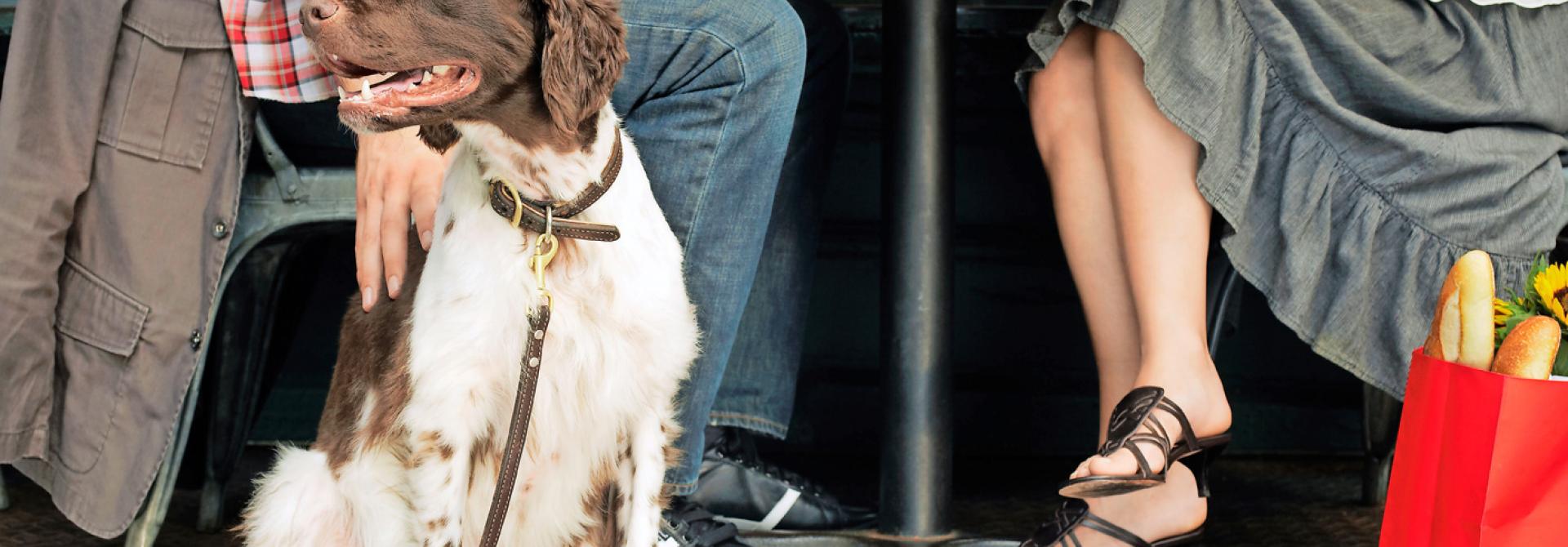Hund in Beiz