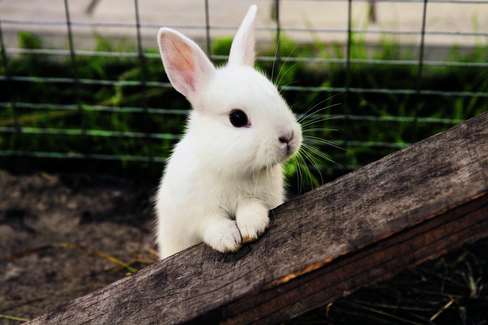 Weisses Kaninchen