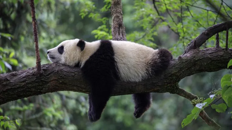 92643ac747a23cd8160aa76194a62faa9a186a43 Panda faulenzt auf Ast
