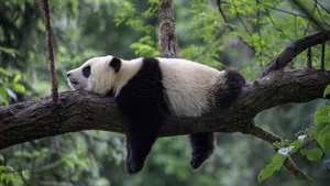 Panda in der Bifengxia-Pandastation in der Provinz Sichuan, in der auch Teile der geschützten natürlichen Habitate der Tiere liegen: Während der Panda von den Schutzmassnahmen profitiert, gehen andere Grossraubtiere massiv zurück.