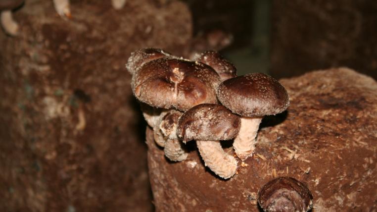shiitake.jpg